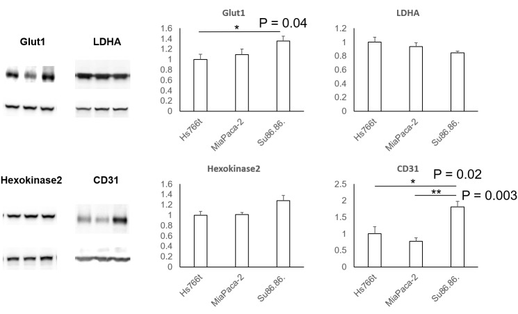 Figure 1—figure supplement 1.