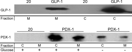 FIG. 1.