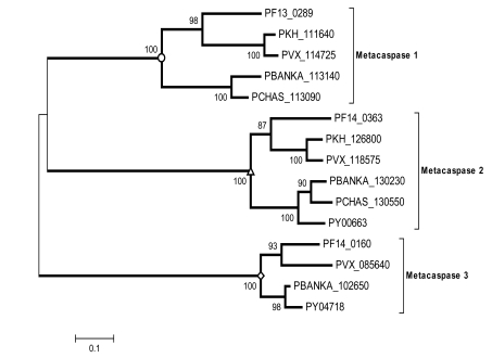 Fig. (1)