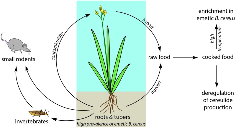 FIGURE 4