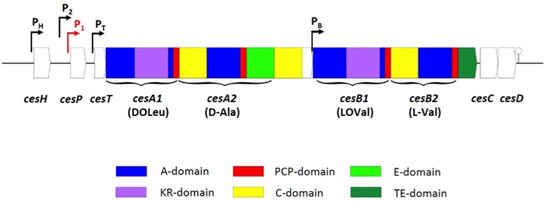 FIGURE 1