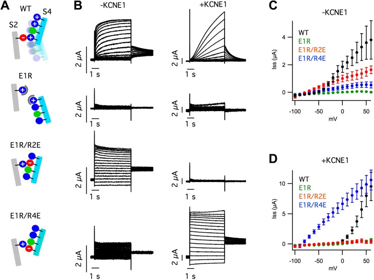 Figure 1—figure supplement 4.