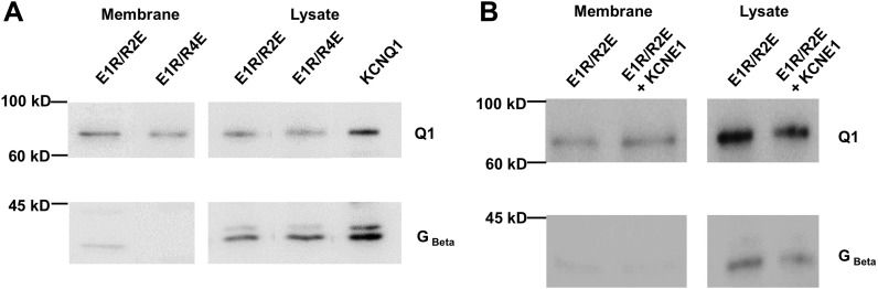 Figure 1—figure supplement 5.