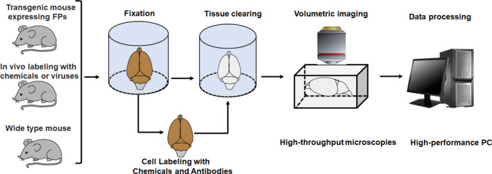 FIGURE 1