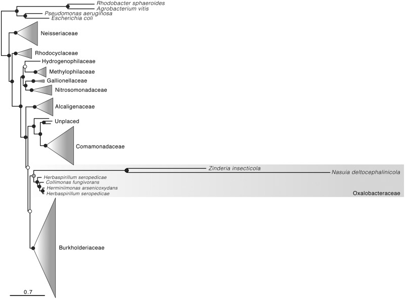 Fig. 6.—