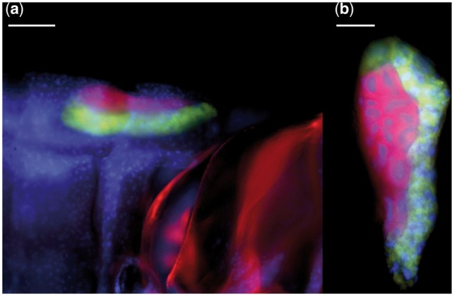 Fig. 2.—