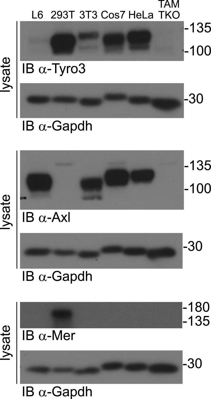 Figure 1—figure supplement 2.