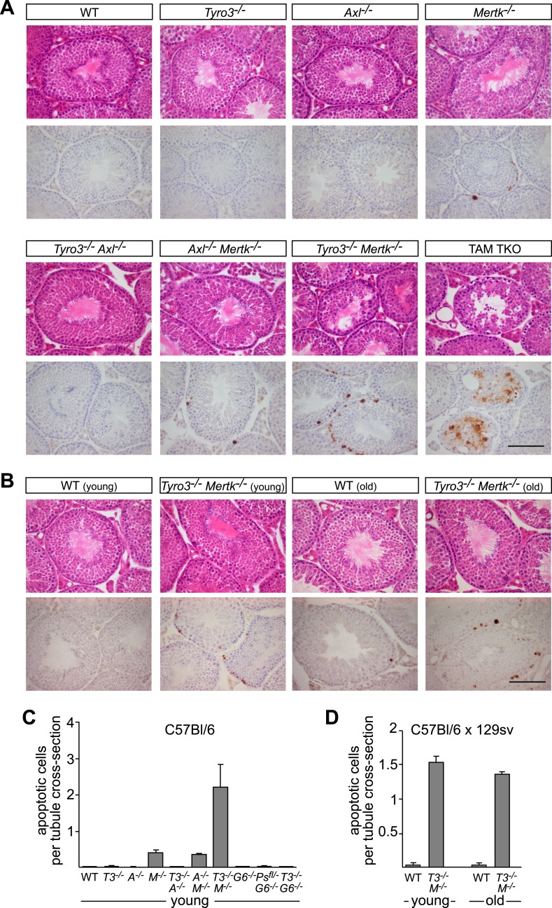 Figure 8—figure supplement 1.