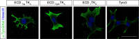 Figure 6—figure supplement 1.