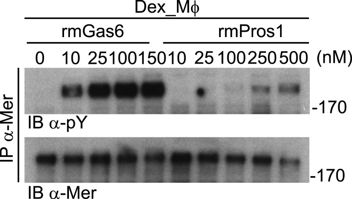 Figure 2—figure supplement 1.