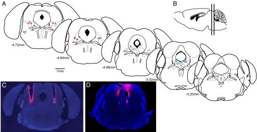 Fig. 7.