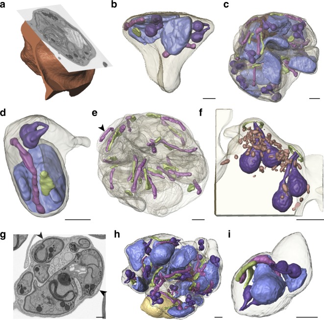 Fig. 5