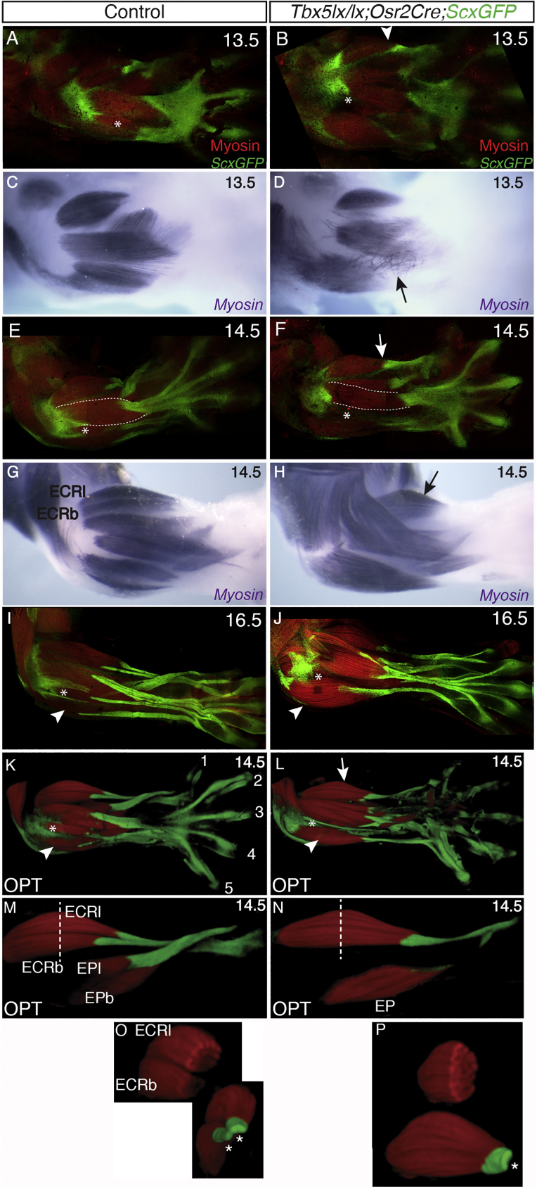 Figure 4