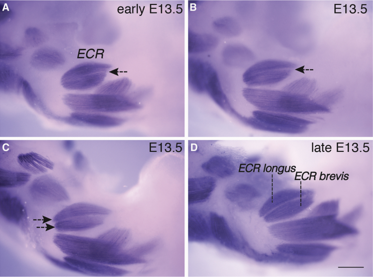 Figure 3