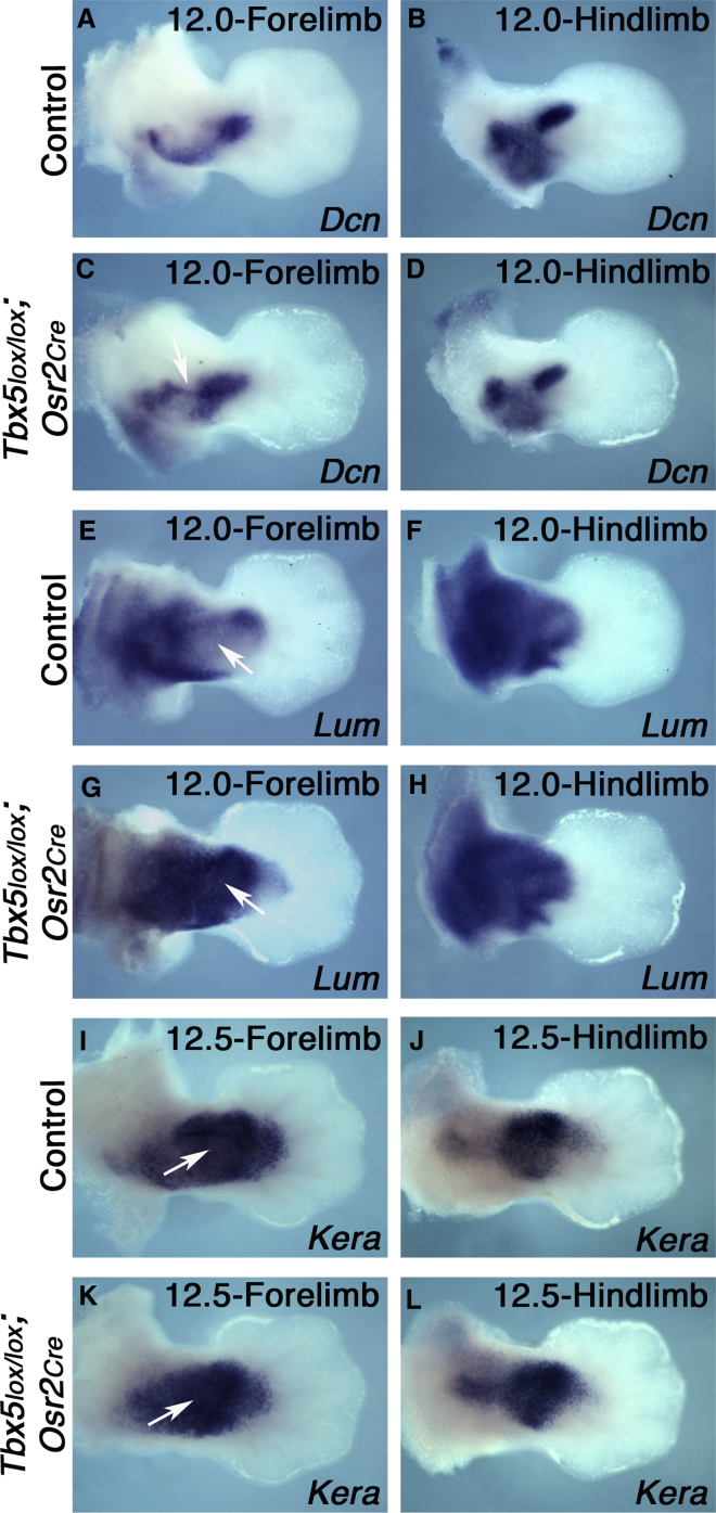 Figure 7