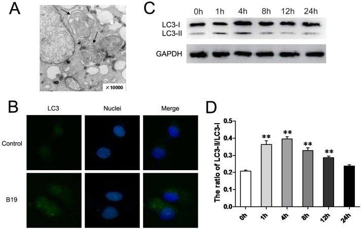 Fig 4