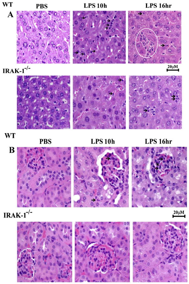 Fig. 11