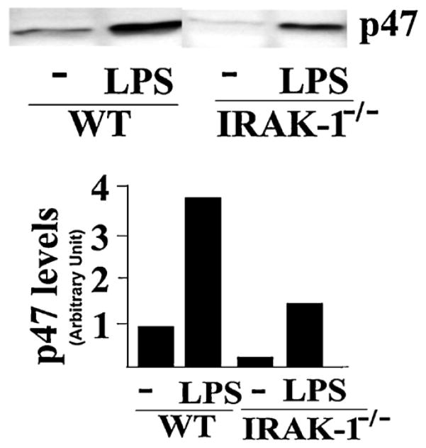 Fig. 8