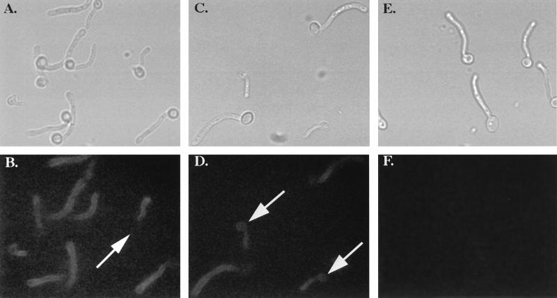 FIG. 5