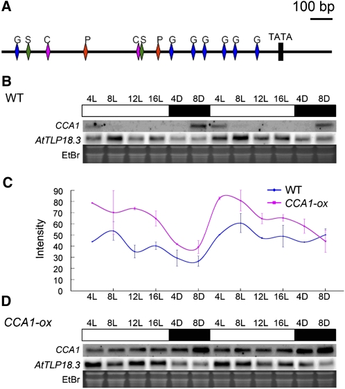 Figure 1.