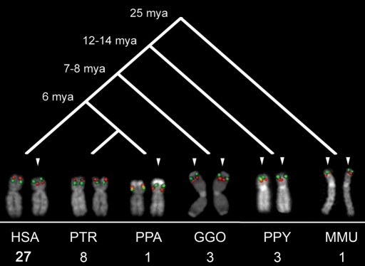 Figure 5.