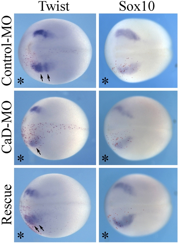 FIGURE 3: