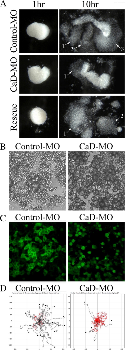 FIGURE 6: