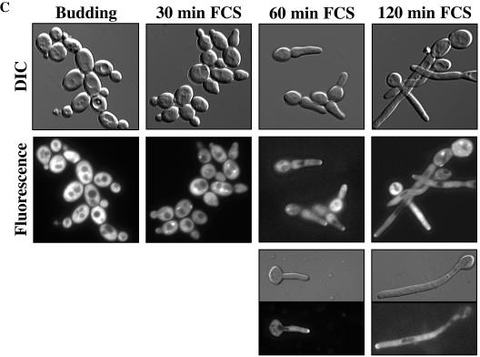 FIG. 8.