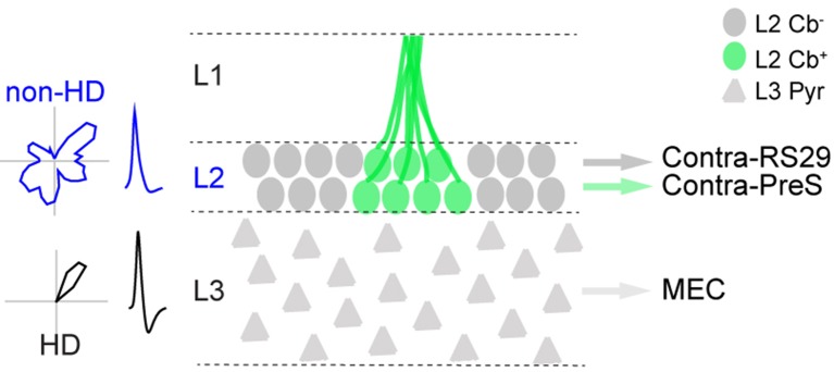 Figure 6—figure supplement 1.