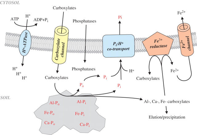 Fig. 2.