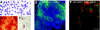 <b>Figure 1</b>