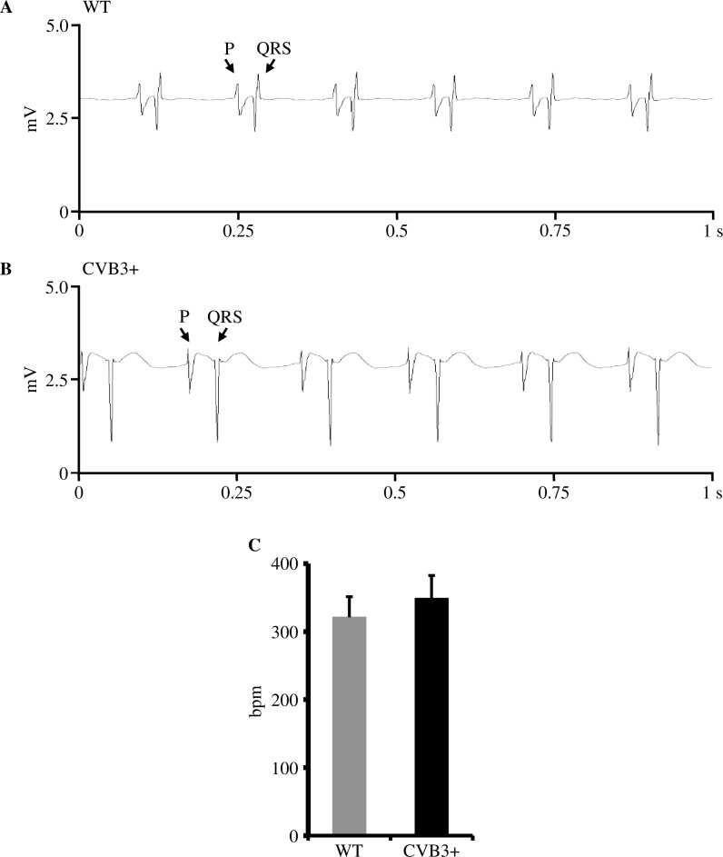 Fig 5