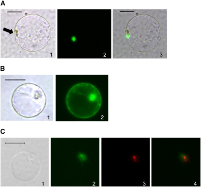 Figure 3.