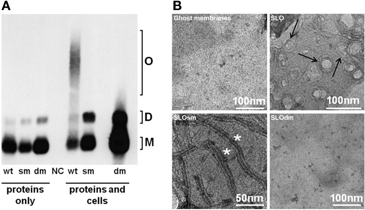 FIG 3 