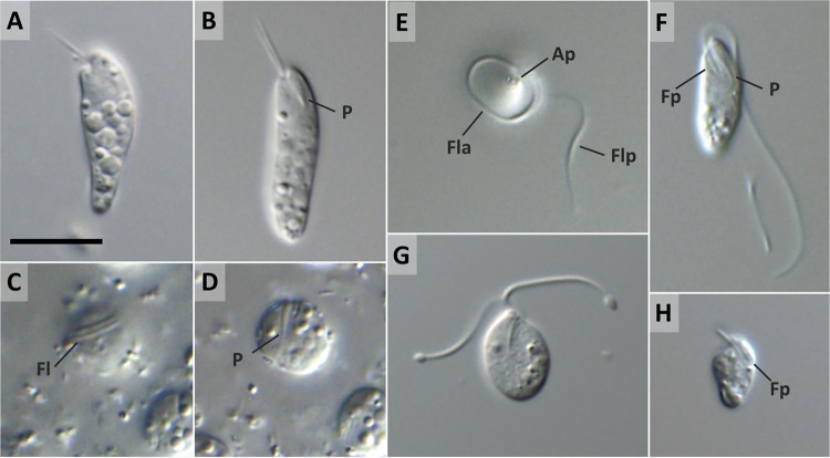 FIG 2 