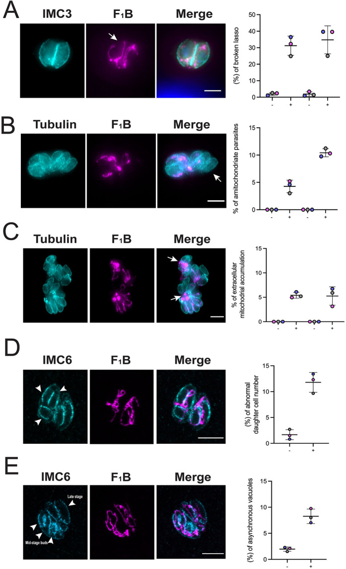 Fig. 6.