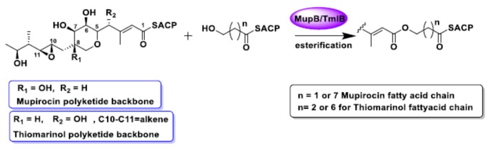 Scheme 2