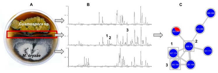 Figure 19