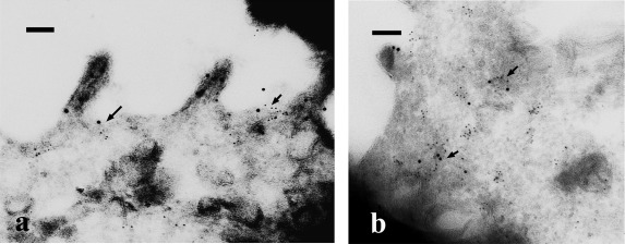 Fig. 7