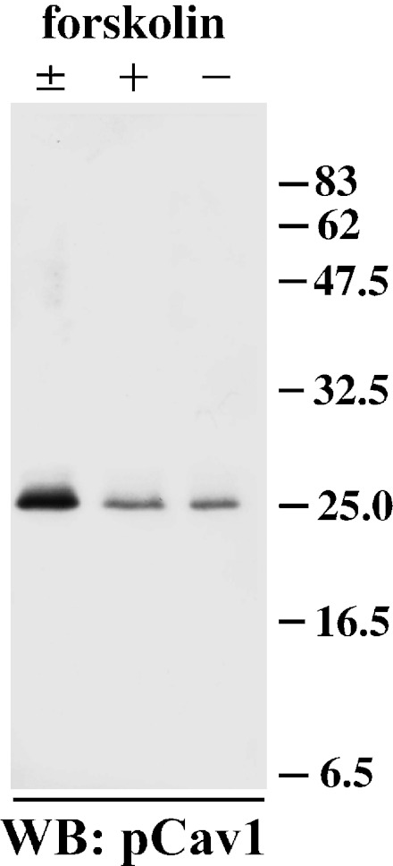 Fig. 5