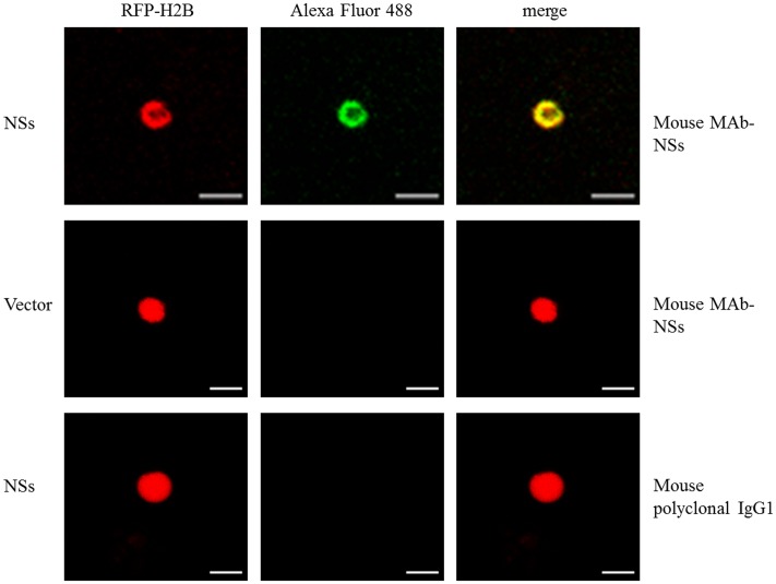 FIGURE 2