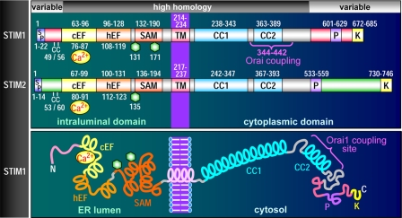 FIGURE 1.