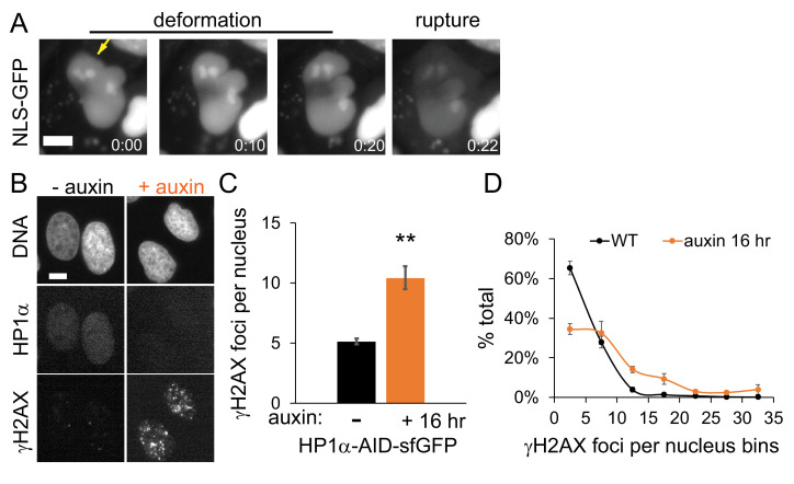 Figure 2—figure supplement 3.