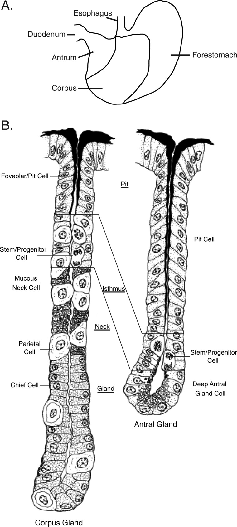 FIGURE 1.