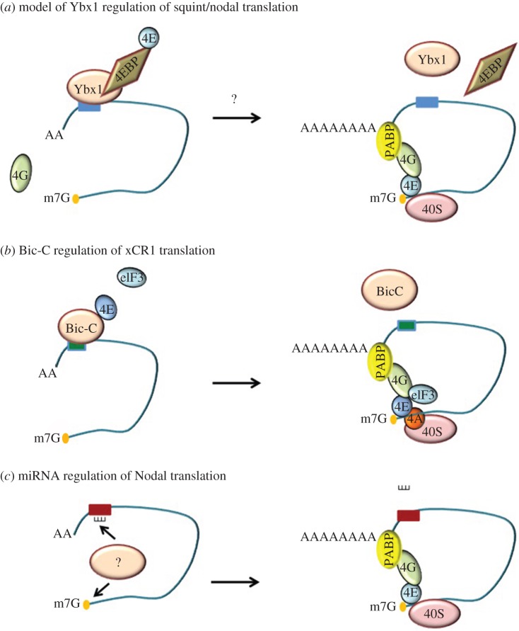 Figure 4.