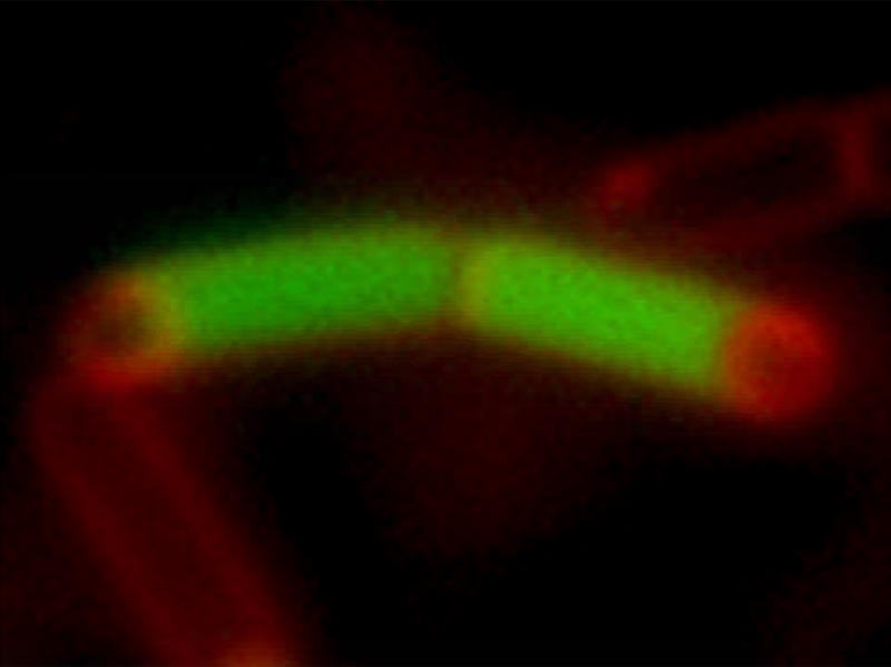 A pair of Bacillus subtilis sporangia, consisting of a large mother cell (green) and a forespore (red)