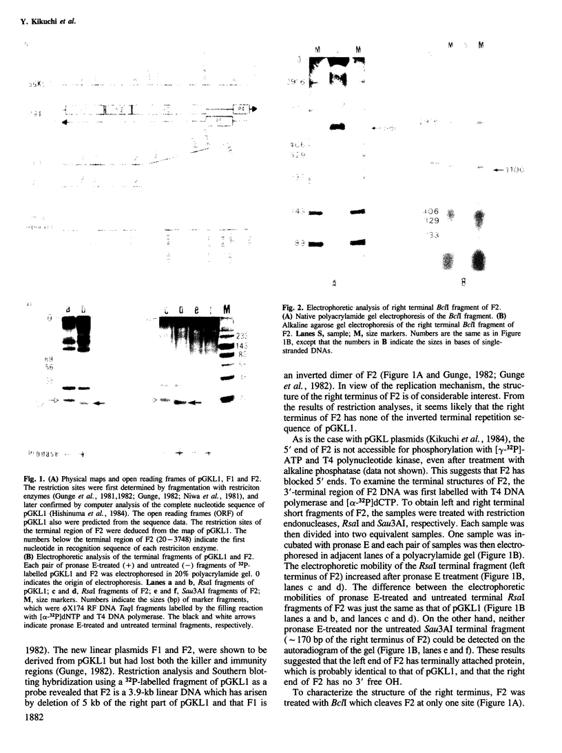 Hairpin plasmid--a novel linear DNA of perfect hairpin structure - PMC