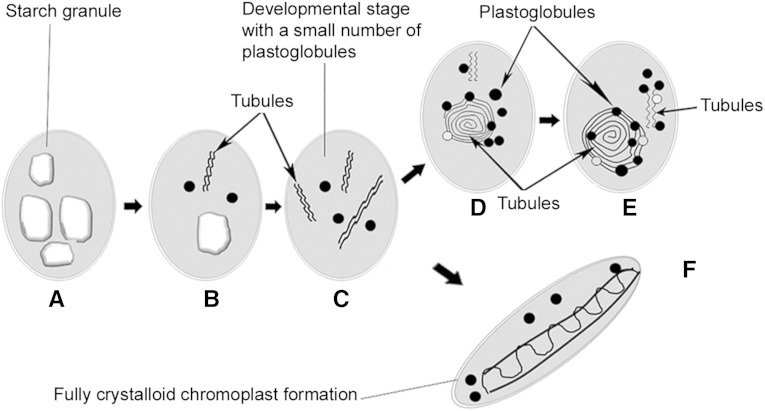 Figure 11.