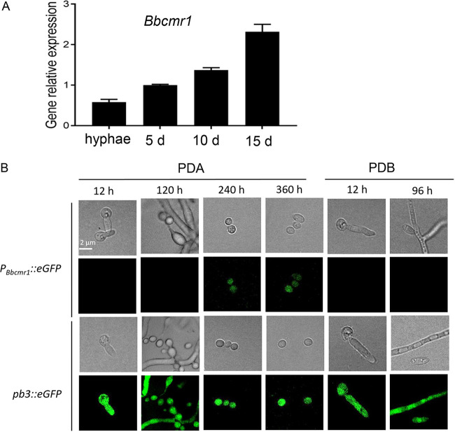 FIG 1