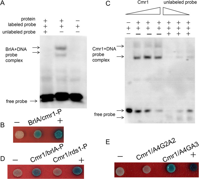 FIG 10